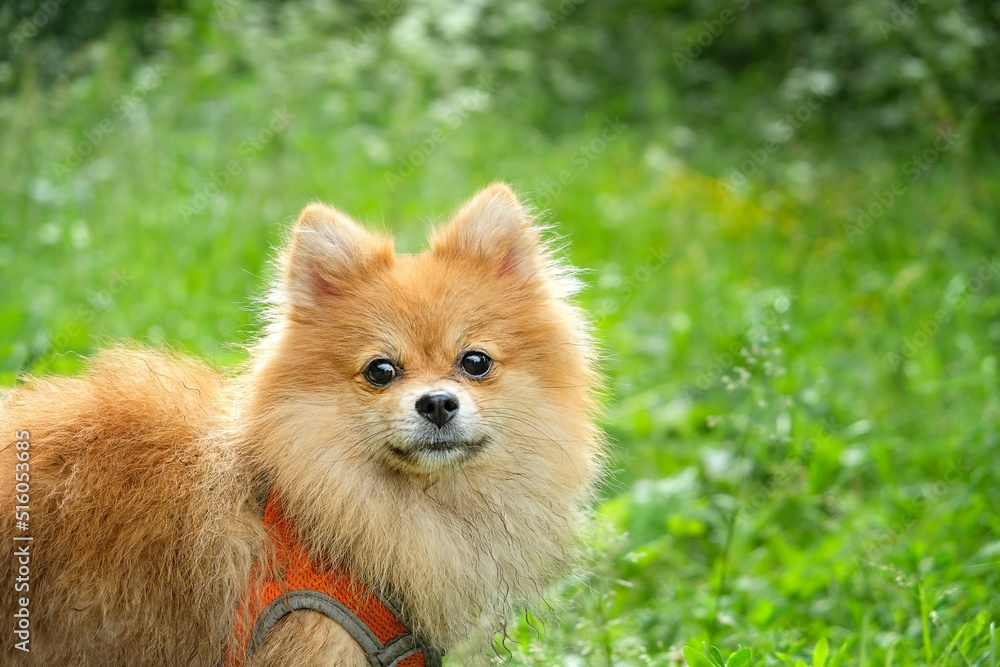 Portrait of cute pomeranian dog on green grass, abstract blurred natural background. beautiful  little red-haired Pomeranian outdoor in park.