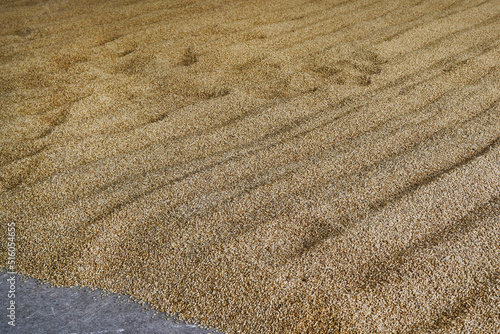 Barley grains left for germination on a malting floor in a Scottish whisky distillery. The barley thereby becomes malt needed in the whisky production. 