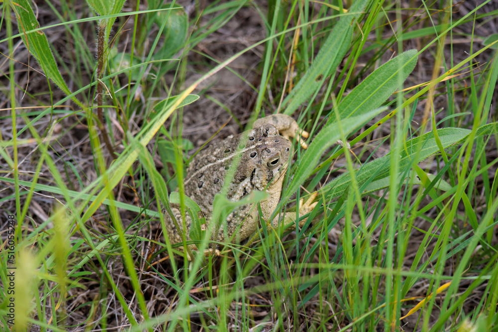 A toad hides in the grass at Theodore Roosevelt National Park in North Dakota