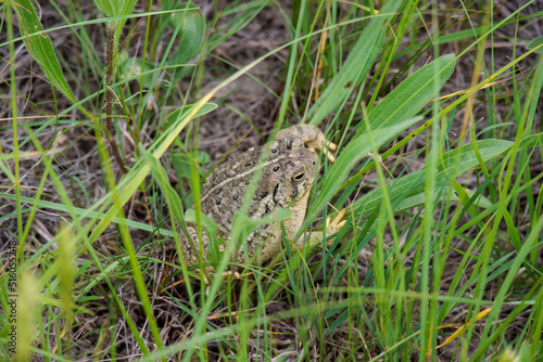 A toad hides in the grass at Theodore Roosevelt National Park in North Dakota © Becca in Colorado