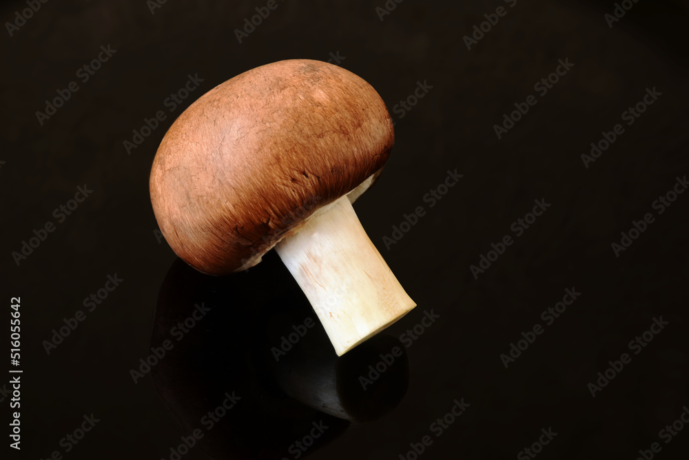 Isolated single champignon common mushroom in macro view. Agaricus bisporus. food and cooking ingredients. vegetarian lifestyle. brown cap with bright white stem. mirror image on shiny black surface. Isolated single champignon common mushroom in macro view. Agaricus bisporus. food and cooking ingredients. vegetarian lifestyle. brown cap with bright white stem. mirror image on shiny black surface.