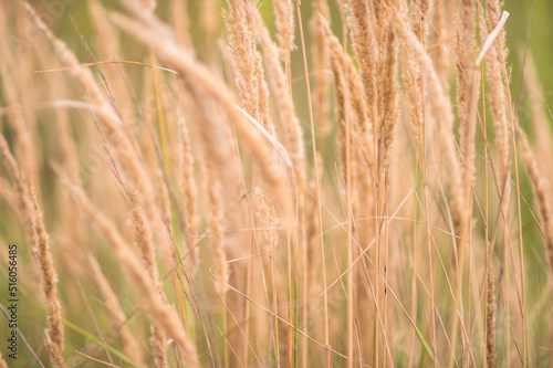 Light brown reed stems in close-up with lush panicles of seeds on a greenish background. Textured background. Selective focus