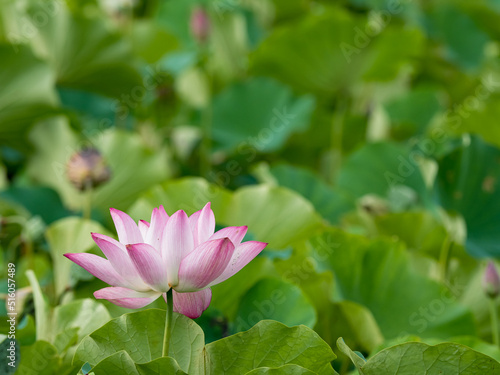 pink lotus flower blooming in pond with blurry background