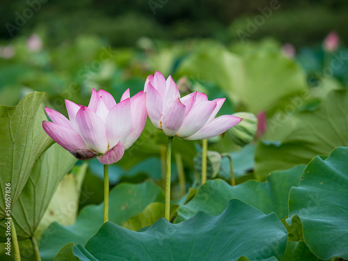 pink lotus flower blooming in pond with blurry background