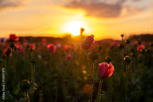 Sonnenaufgang über einem Mohnfeld, Nahaufnahme Mohnblüte
