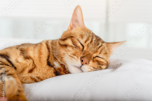 Bengal domestic cat sleeps on a pillow.