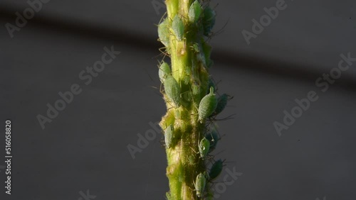 Aphids reproducing, cloning, giving birth 1000x speed photo