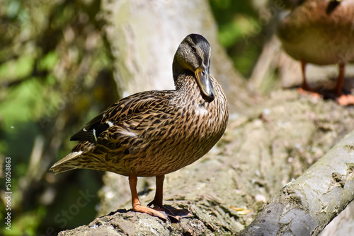 duck on the water