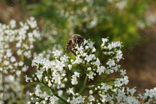 a bee collects nectar from coriander flowers