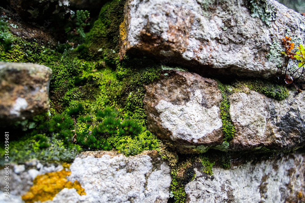 Moss and lichen on wet stone