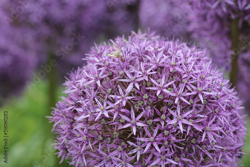 close up of lavender flowers