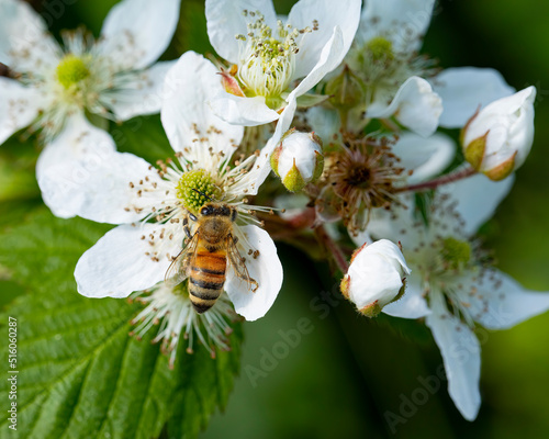 Bee On a Berry Bush Flower photo