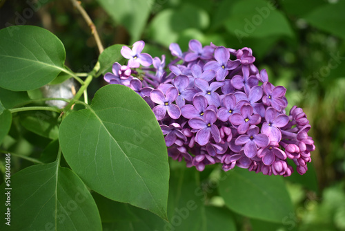 Tableau sur toile Lilac, Syringa vulgaris, small purple flowers on green background, branch with green leaves, natural spring background