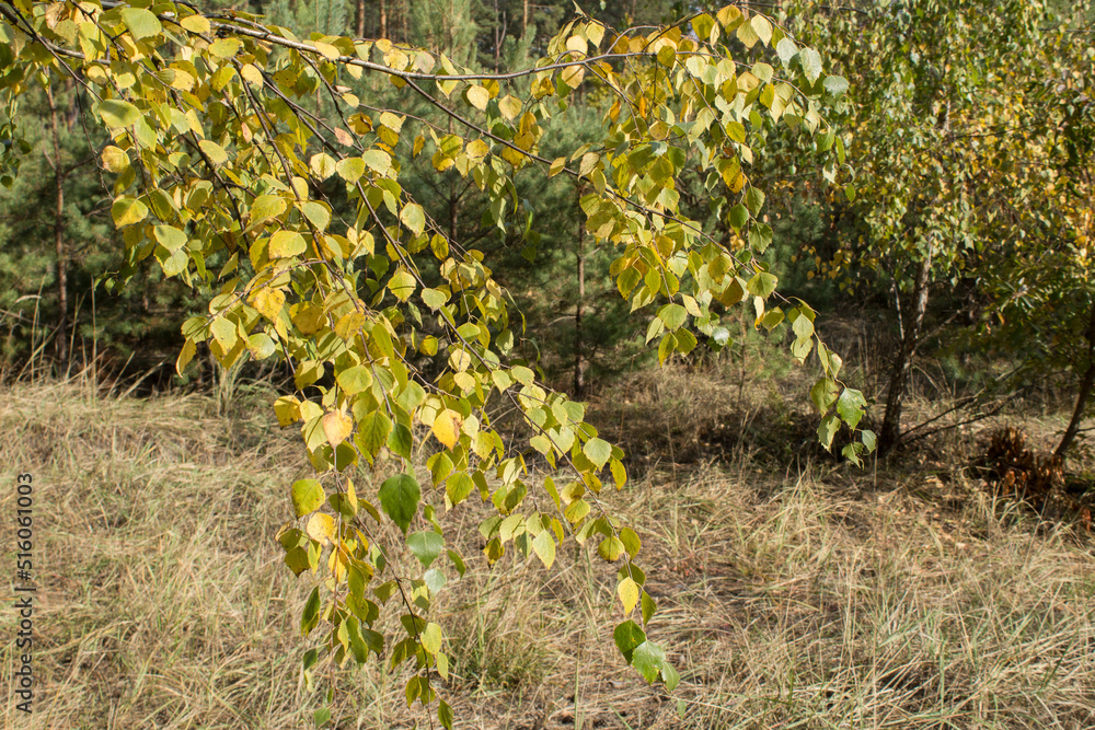 Birch tree with yellow leaves in the autumn forest. Close-up.