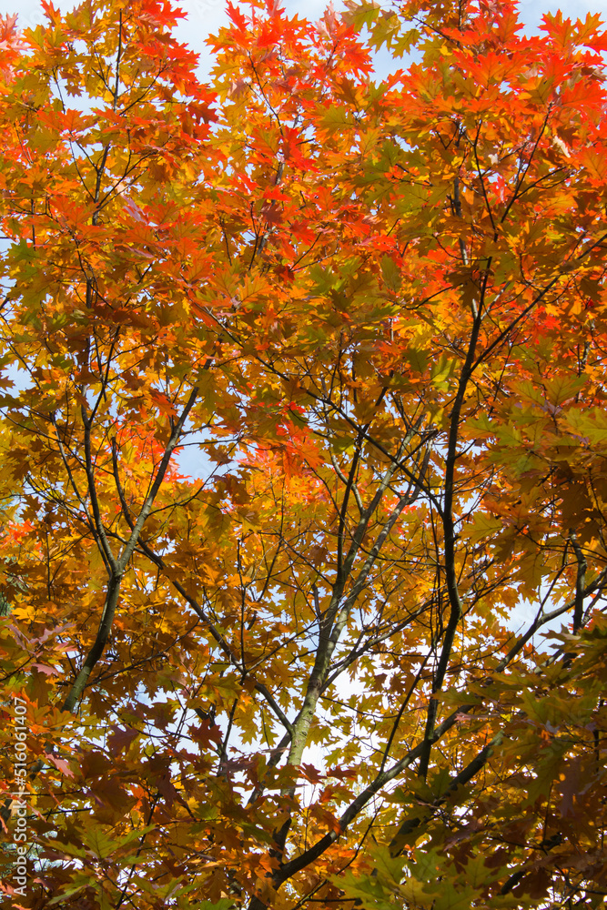Close-up on oak branches with yellow and red leaves against the blue sky. Autumn background.
