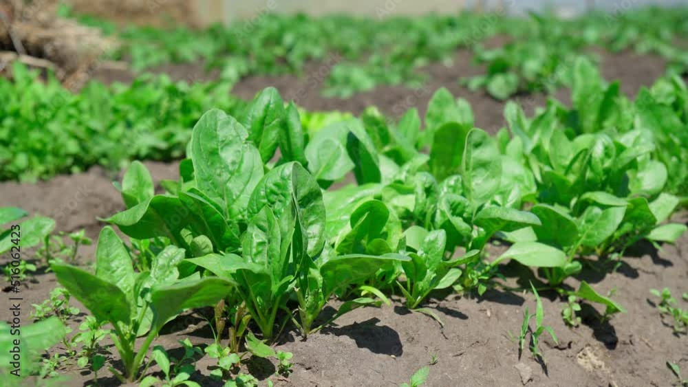 Rows of green spinach on a field. Young leaves leaf leaf green in rows, agriculture. Rows of green spinach on a field. Young leaves leaf leaf green in rows, agriculture.