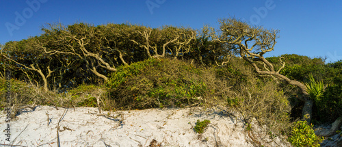 Fototapeta Naklejka Na Ścianę i Meble -  Weathered Sand Live Oaks on Florida Panhandle Sand Dune