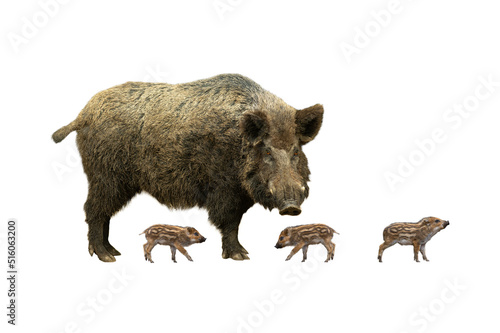 wild old boar with little piglets on a white background