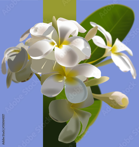 white frangipani flower