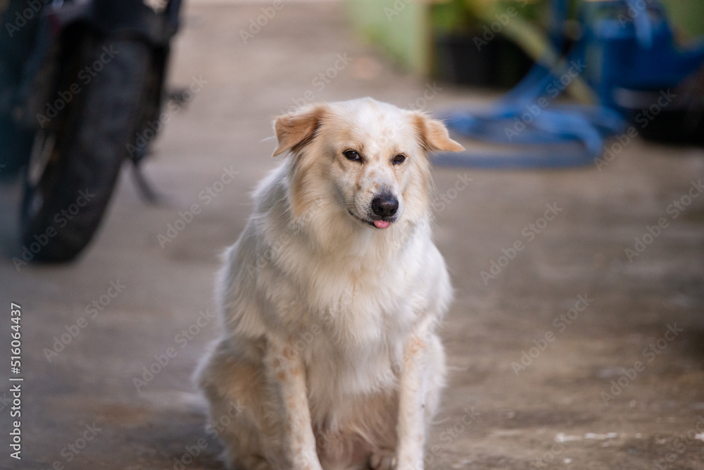 A big white dog is smiling. A big white dog is smiling.
