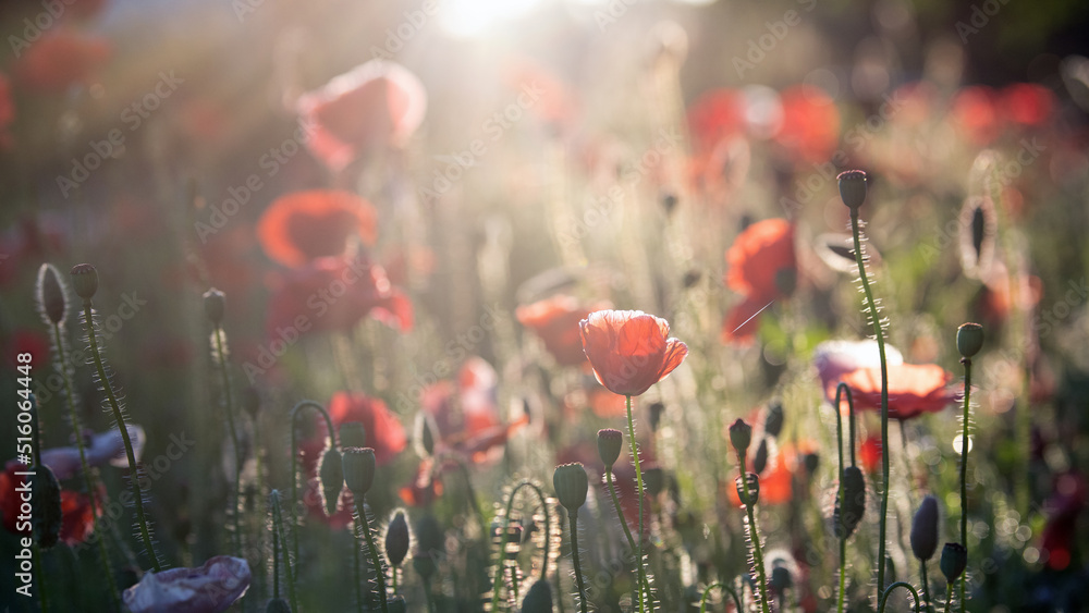 Obraz premium Mohn im Gegenlicht der Morgensonne, romantischer floraler Hintergrund in sanften Farben