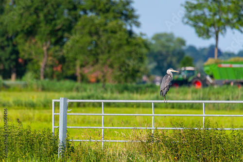 a gray heron is standing on a gate in a field and in the background the farmer is driving his tractor