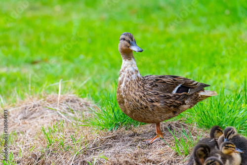 a mother duck with her ducklings in the great outdoors by a stream