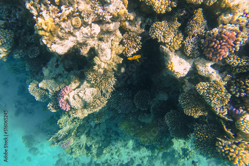 Fototapeta Naklejka Na Ścianę i Meble -  the coral reef is alive visible through the azure water