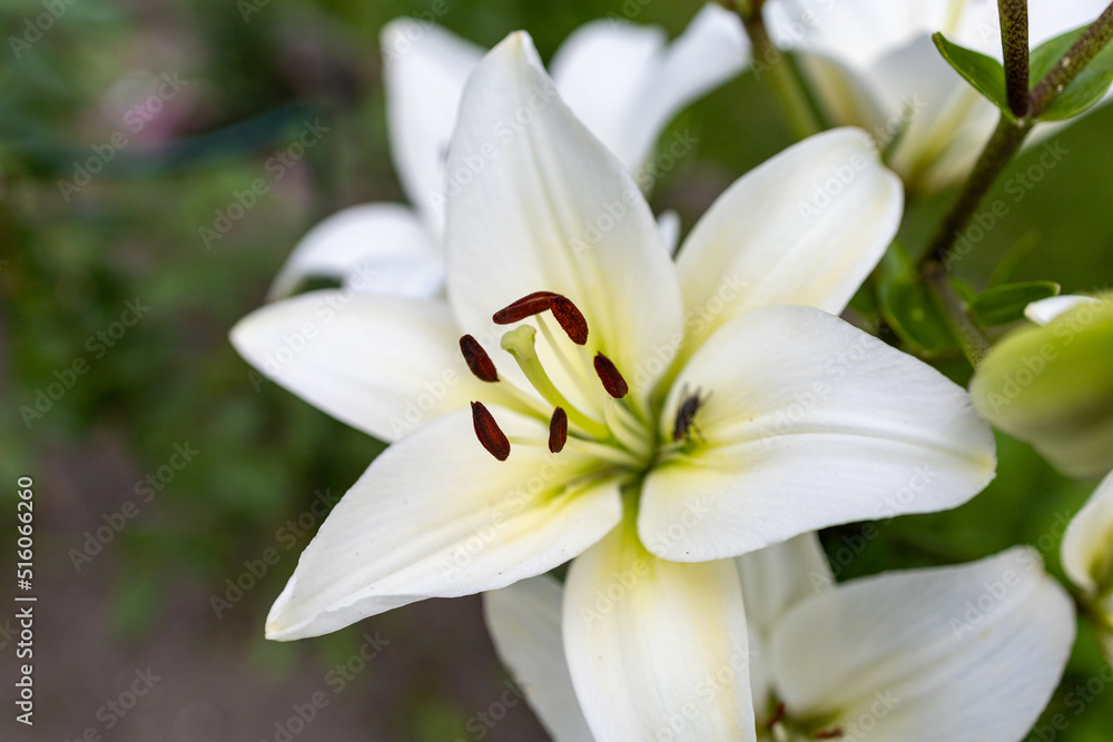 White lilium flower, Lilium L in natural light at the garden. one big flower 
