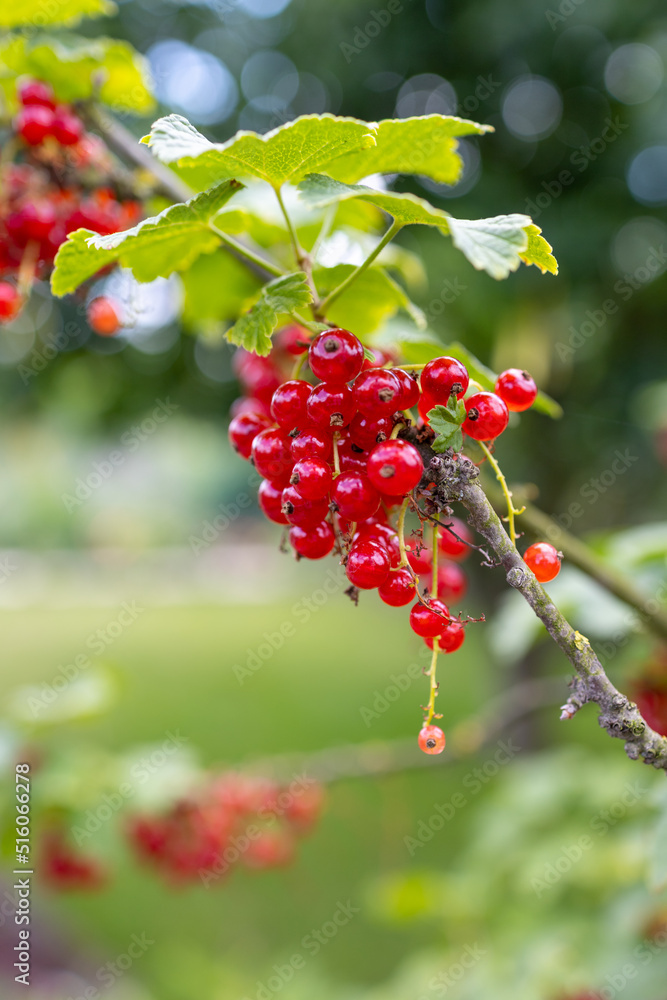 red currant bush with green leaves red currant bush with green leaves