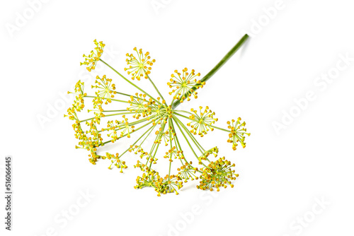 Foto Blossoming branch of fennel isolated on a white background