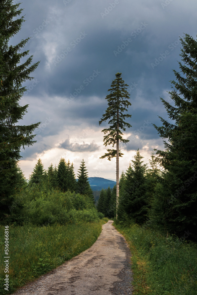 Asphalt road in forest under dramatic storm sky. Czech nature, sumava reserve, area knizeci stolec Asphalt road in forest under dramatic storm sky. Czech nature, sumava reserve, area knizeci stolec