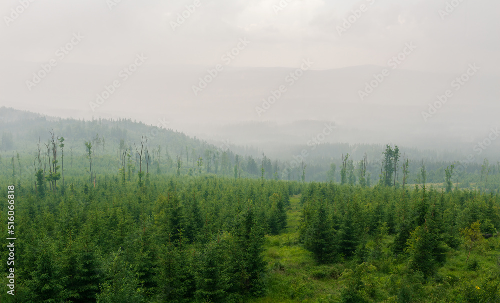 Coniferous forest in dramatic storm and misty fog, heavy rain. Czech nature, sumava reserve, area knizeci stolec