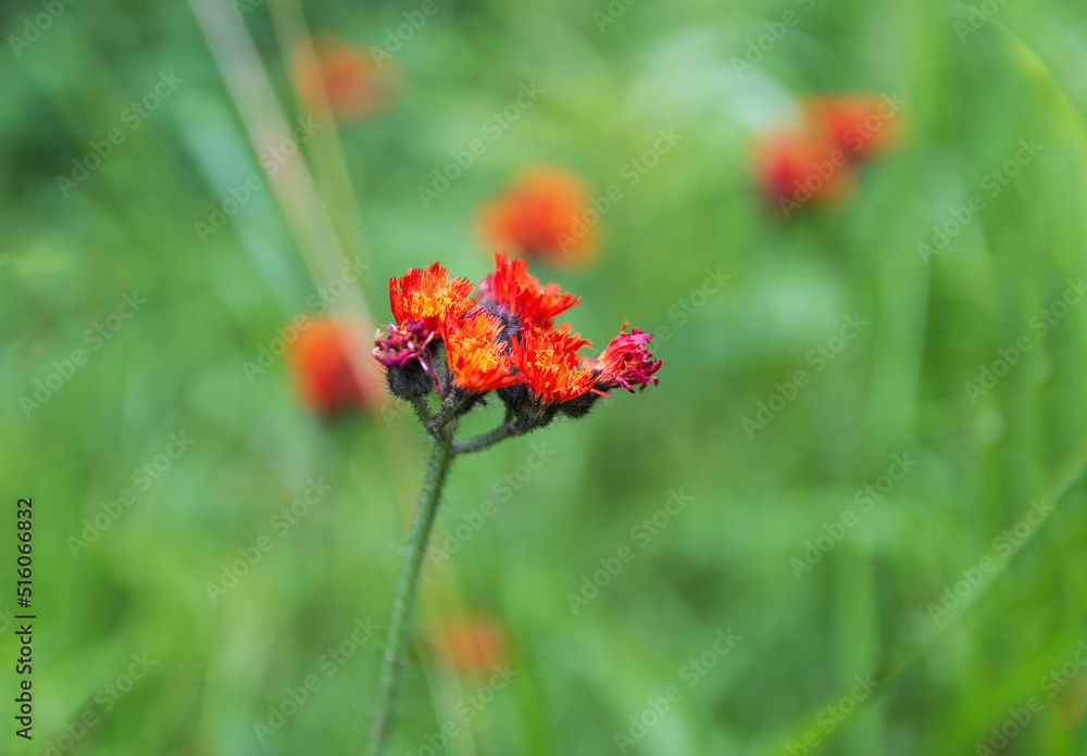 Hieracium aurantiacum, hawkweed flower, plant with blured background Hieracium aurantiacum, hawkweed flower, plant with blured background