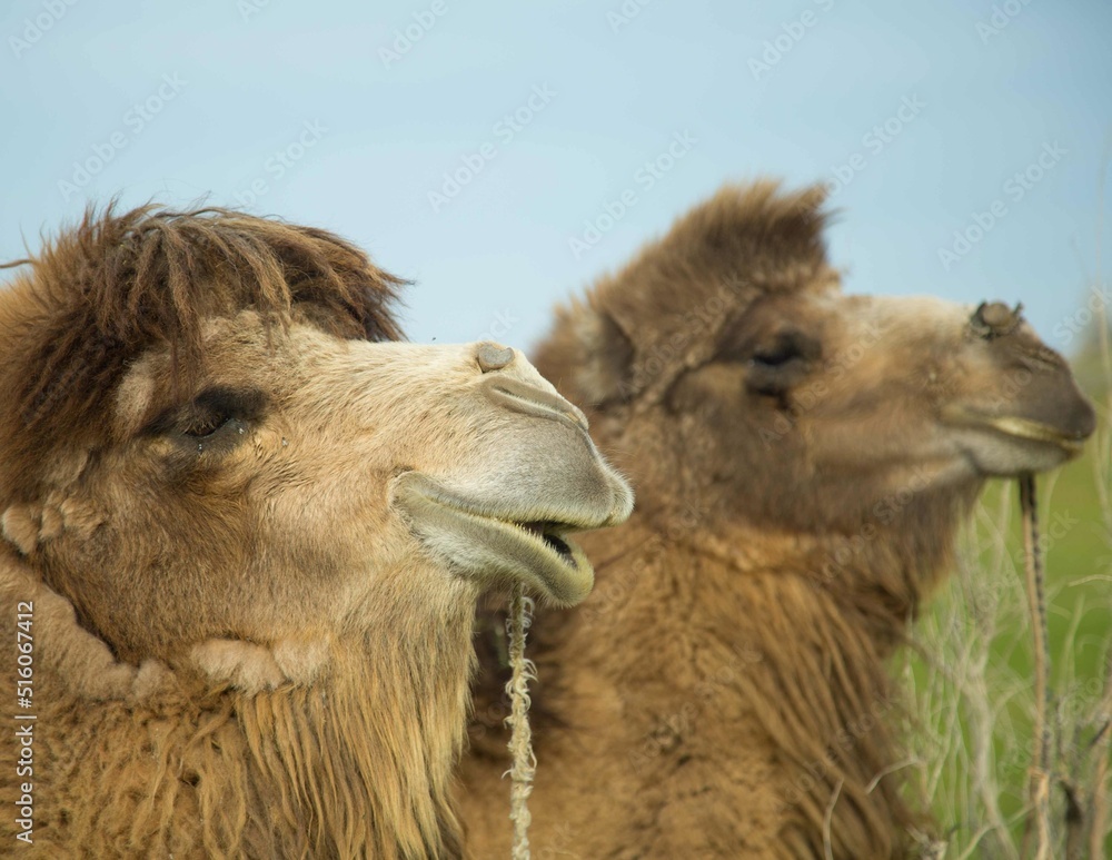 the camel - desert ship of the Silk Road