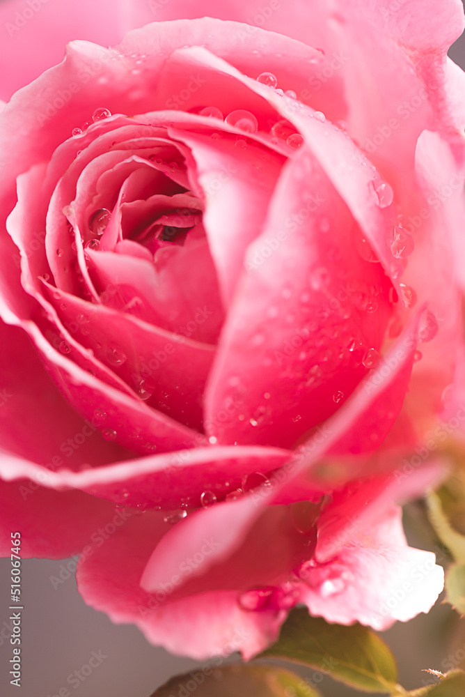 Beautiful pink rose flower with rain drops, Rose blossom petals with water droplets in wet garden, Natural background in rainy season, freshness, relaxation, flowers queen of love, valentine symbol. Beautiful pink rose flower with rain drops, Rose blossom petals with water droplets in wet garden, Natural background in rainy season, freshness, relaxation, flowers queen of love, valentine symbol.