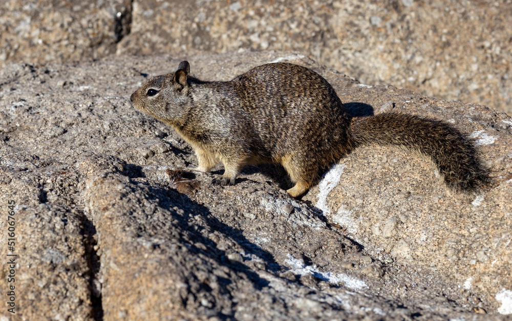 Naklejka premium Ground squirrel close up