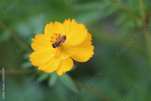 Small bee on a yellow flower