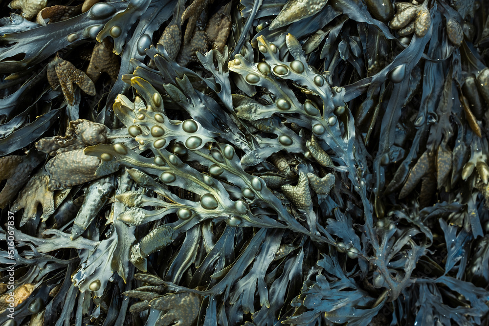 Fresh marine edible seaweed fucus as an abstract background - obrazy, fototapety, plakaty 