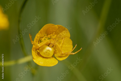 Hidden spider in a small buttercup flower. Flower spider  or goldenrod crab spider  (Misumena vatia). Place for text. photo