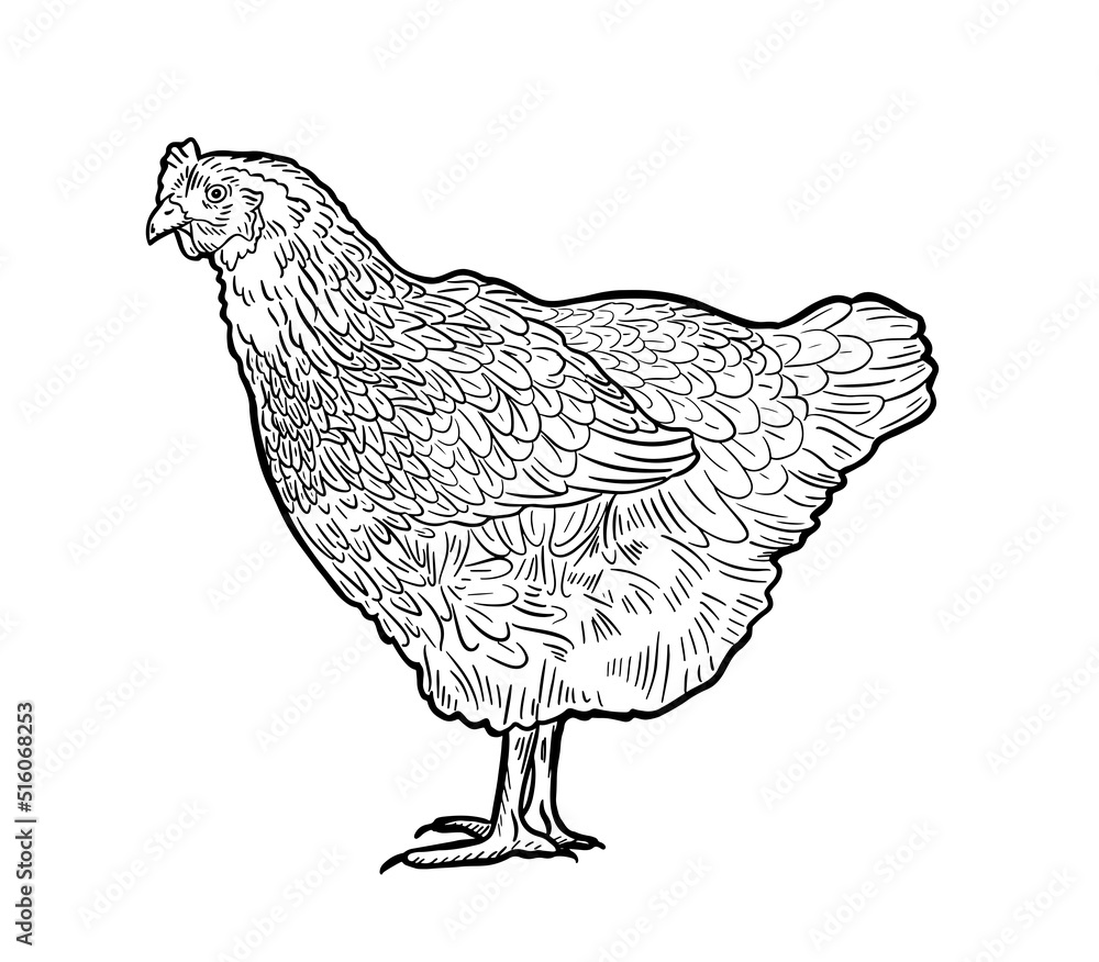 Handmade chicken, hen. Poultry, broiler, farm animals. Vintage sketch