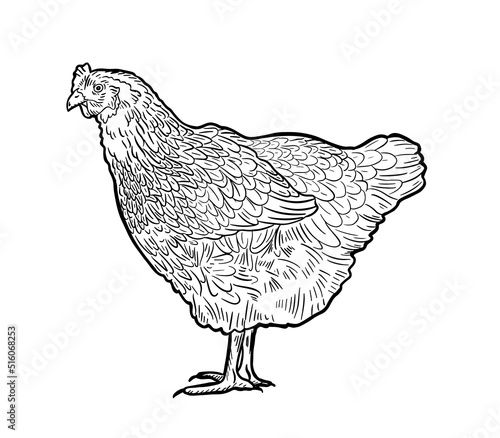 Handmade chicken, hen. Poultry, broiler, farm animals. Vintage sketch. Vector illustration.
