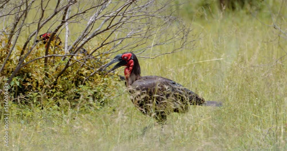 A southern ground hornbill hunting for insects in Kruger National Park, Africa A southern ground hornbill hunting for insects in Kruger National Park, Africa
