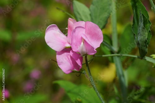 Close up pale pink flowers of everlasting pea (Lathyrus latifolius) of the pea family Fabaceae. Summer, July in a Dutch garden. photo