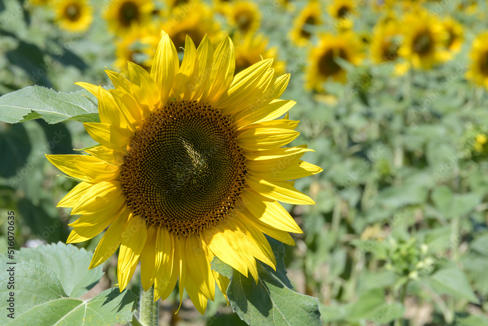 Naklejka premium fleur de tournesol en gros plan