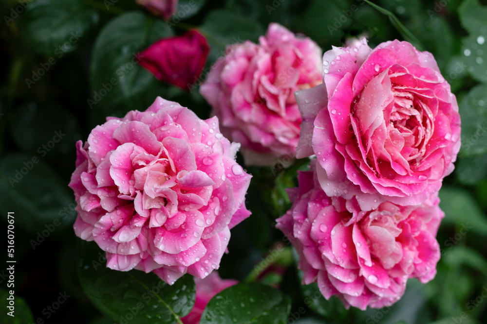 pink  rose