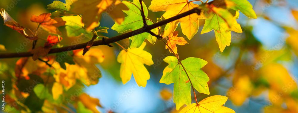 Autumn colorful leaves on a sunny autumn day Autumn colorful leaves on a sunny autumn day