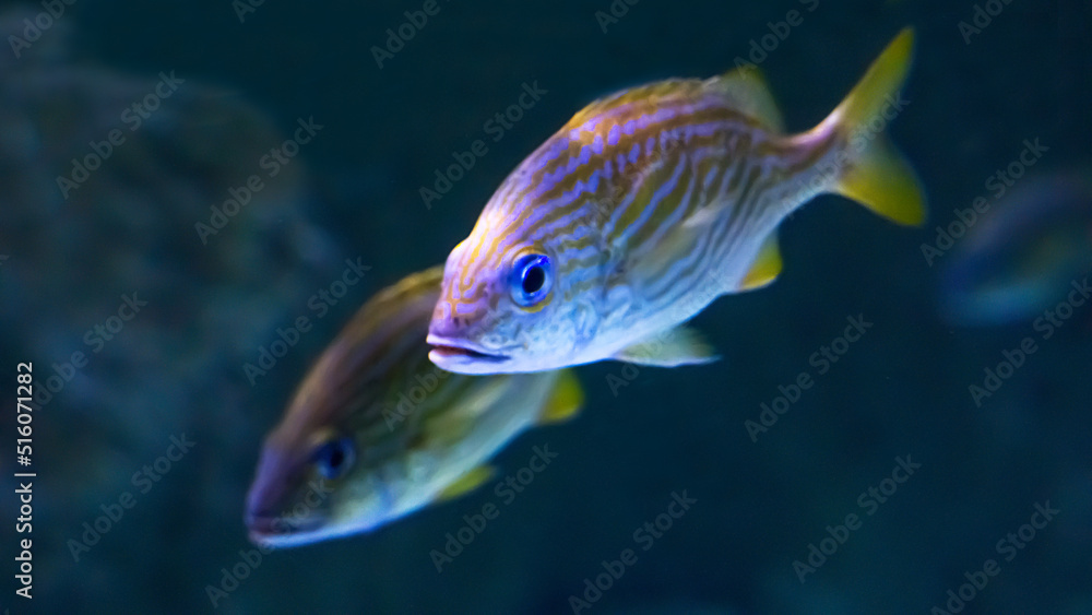 Beautiful fish under water in a large aquarium Beautiful fish under water in a large aquarium