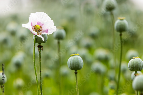 green poppy field with detail of heads with shallow depth of field and one flower