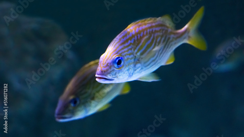 Fototapeta Naklejka Na Ścianę i Meble -  Beautiful fish under water in a large aquarium